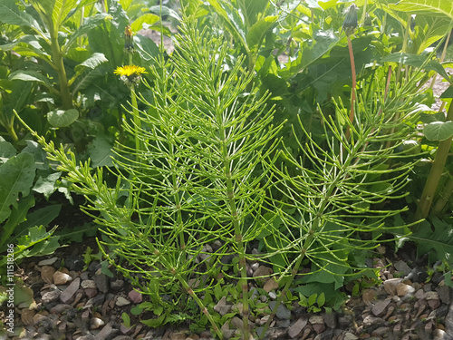 Photos Ackerschachtelhalm; Equisetum; arvense
