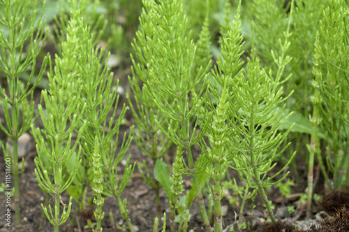 Fotografie Ackerschachtelhalm; Equisetum; arvense