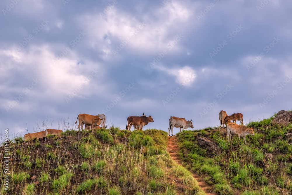 cows grazing on green grass.the peak of mountain at Phu chi fa i