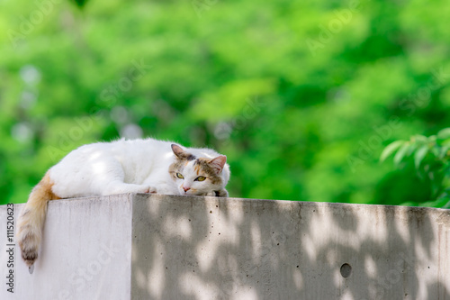 Fototapeta Naklejka Na Ścianę i Meble -  新緑とミケっち