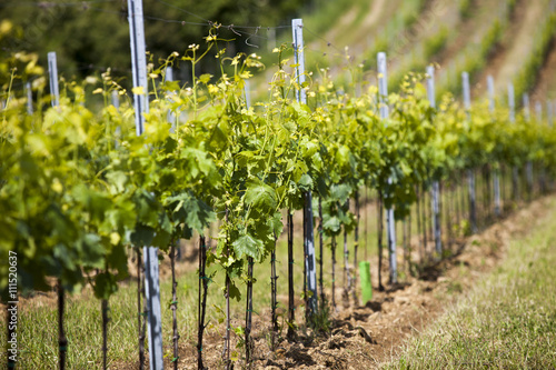 Fotografie Toscana,campagna di Monte San Savino. Un nuovo vigneto.