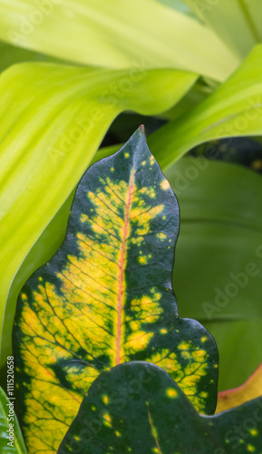 Croatan Leaves photo