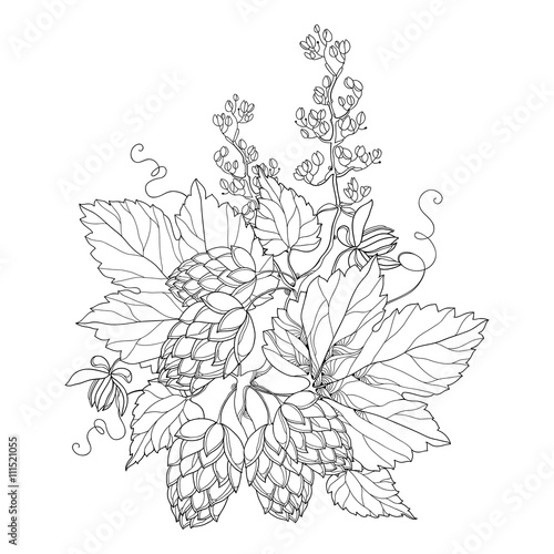 Vector stem with ornate Hops or Humulus. Cones and leaves in black isolated on white. Outline Hops for beer and brewery decor. Organic elements in contour style for coloring book and design. 