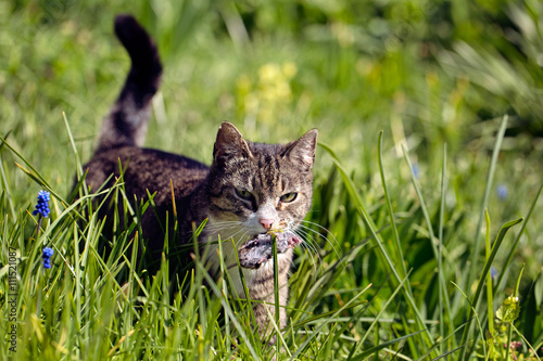 The cat bears a mouse.