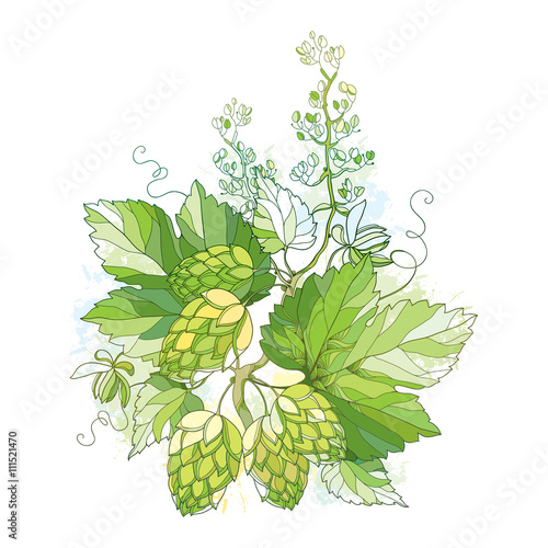 Vector stem with Hops or Humulus with ornate leaves and cones isolated on white background. Composition with hops for beer and brewery decor. Organic elements in contour style for summer design. 