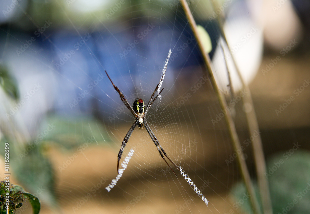 lower side of spider on the web