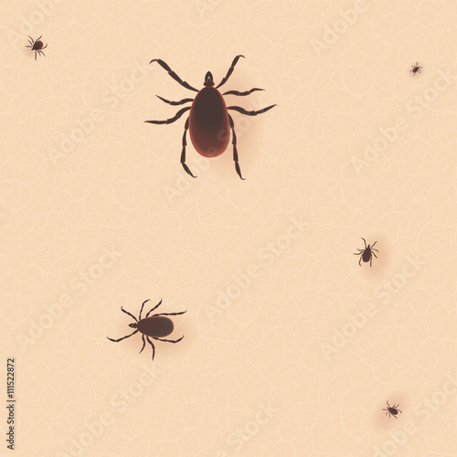 Encephalitis tick. Mite skin dust parasite vector icon illustration. Parasite silhouette. Bed bug Cimex lectularius on human skin. photo