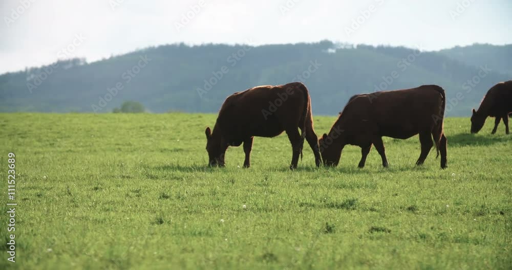 Cows grazing on pasture Cows grazing on pasture