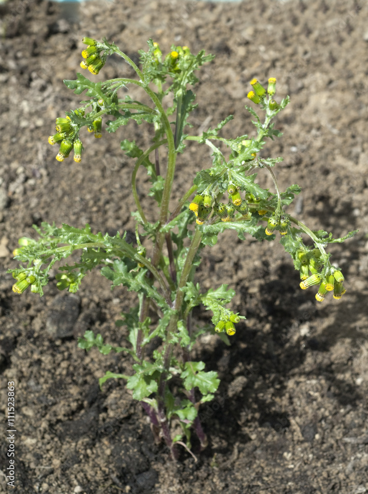 Greiskraut, Gewoehnliches, Senecio vulgaris Greiskraut, Gewoehnliches, Senecio vulgaris