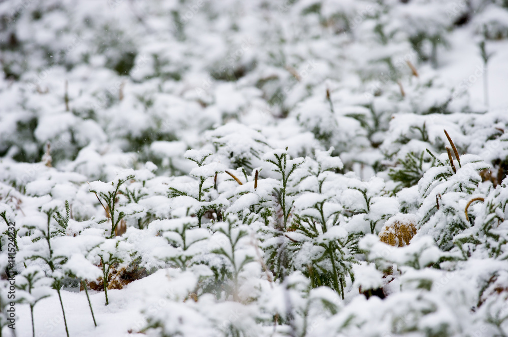 A small patch of green gound pine covered in snow. A small patch of green gound pine covered in snow.