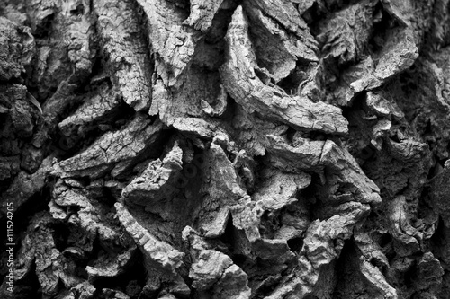 A very think textured bark in contrasty light.