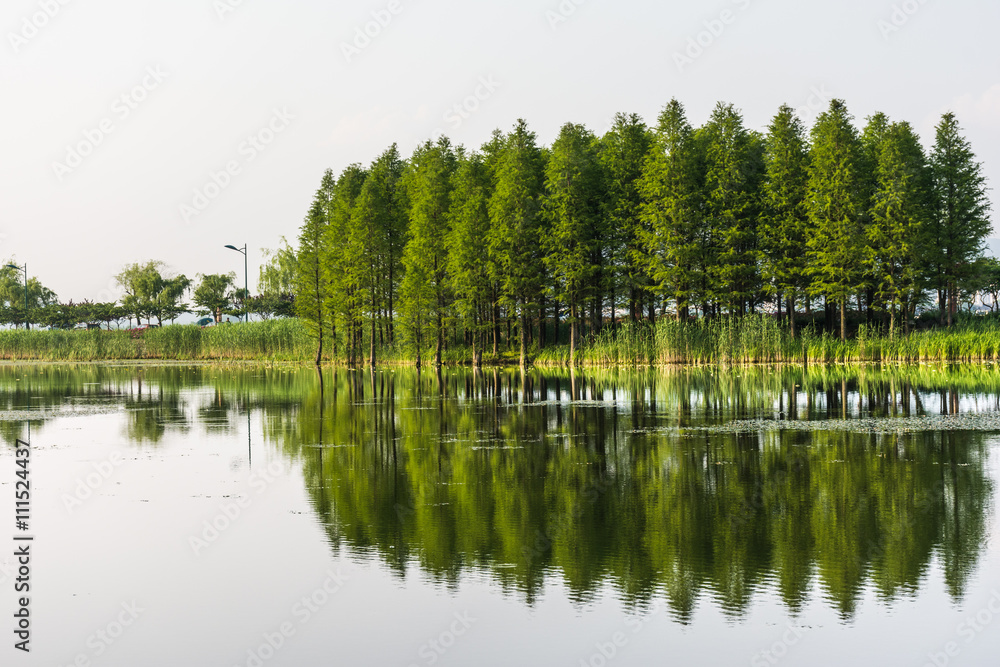Green trees is reflected in the water. Trees are reflected in the calm water on the background of the sky and the horizon