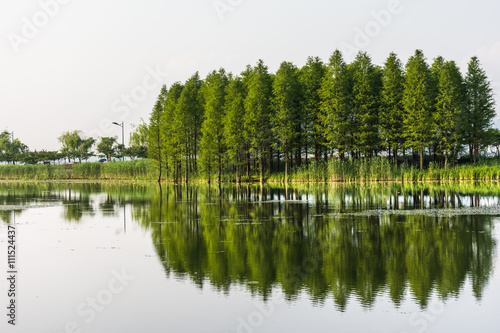 Green trees is reflected in the water. Trees are reflected in the calm water on the background of the sky and the horizon