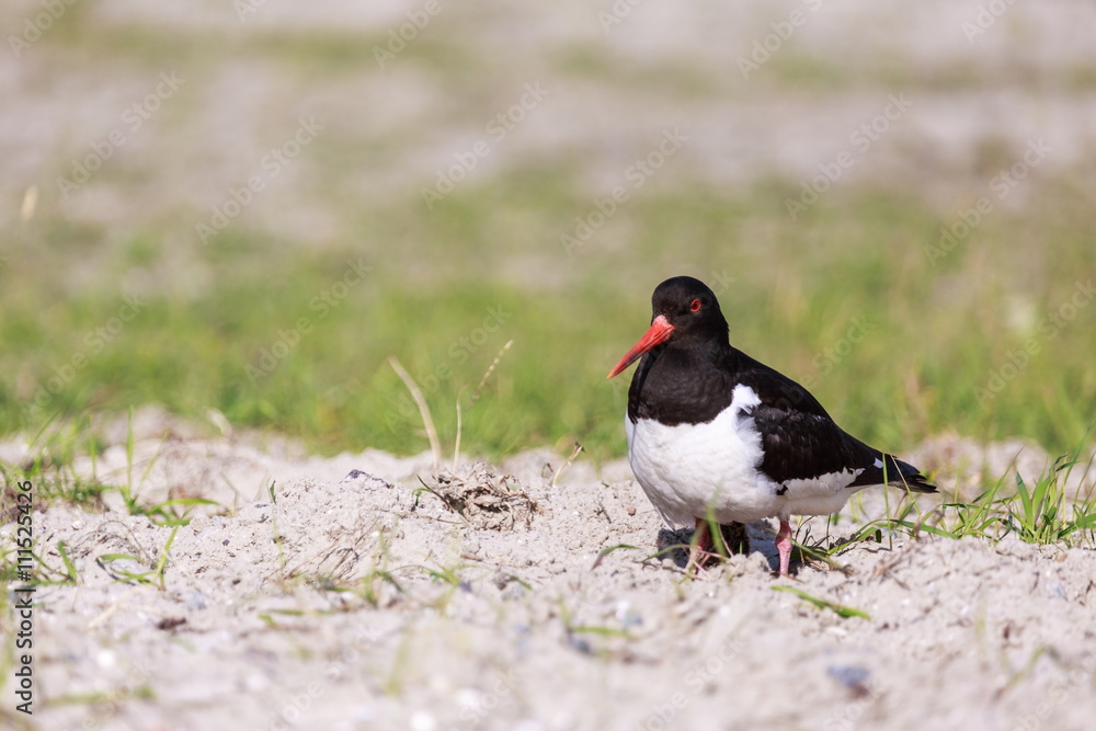 Austernfischer | Haematopus ostralegus Austernfischer | Haematopus ostralegus