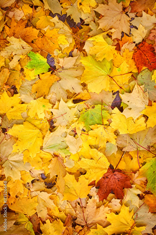Obraz premium Natural background with autumn leaves