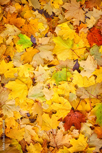 Natural background with autumn leaves