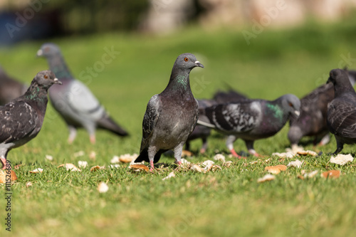 pigeons pecking bread