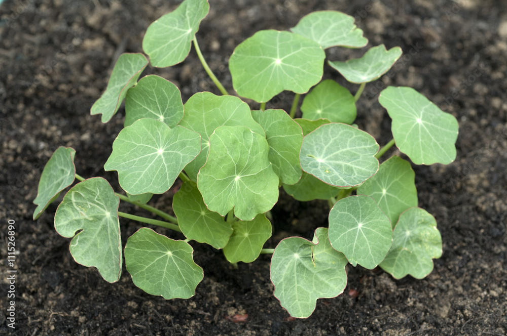 Kapuzinerkresse; Nasturtium; Tropaeolum majus Kapuzinerkresse; Nasturtium; Tropaeolum majus