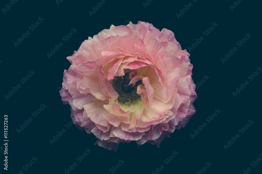 Ranunculus flower against plain background Ranunculus flower against plain background