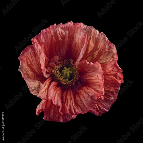 Poppy flower against black background