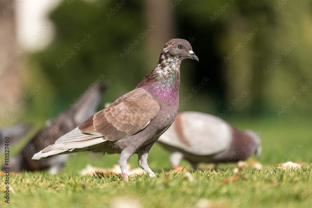 Fototapeta premium pigeons pecking bread
