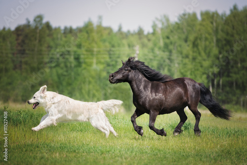 dog and horse running on a field together