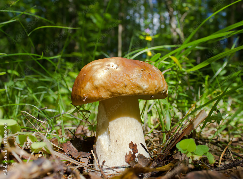 Penny bun mushroom in the forest Penny bun mushroom in the forest