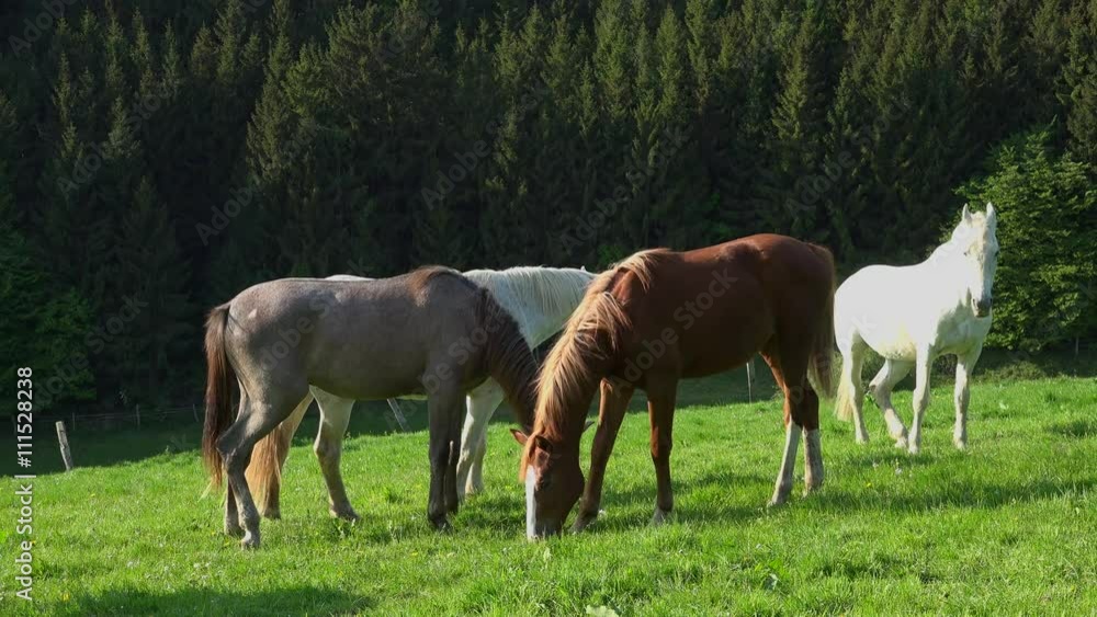Vier Pferde grasen auf der Weide. Vier Pferde grasen auf der Weide.