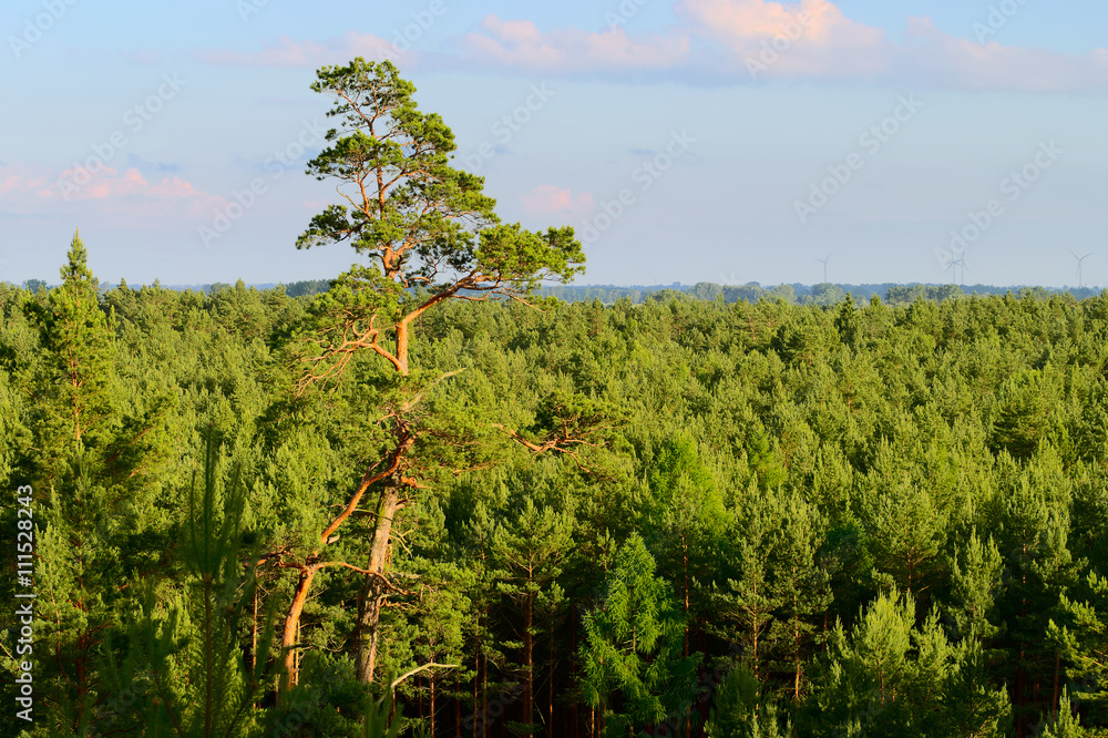Fototapeta premium Aerial view of pinewood growing in Pomerania, northern Poland.