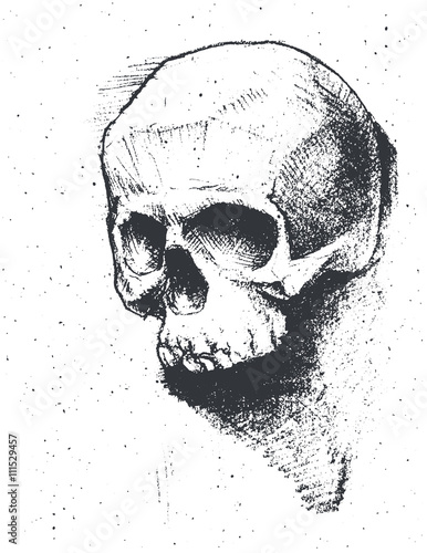 Black and white human skull