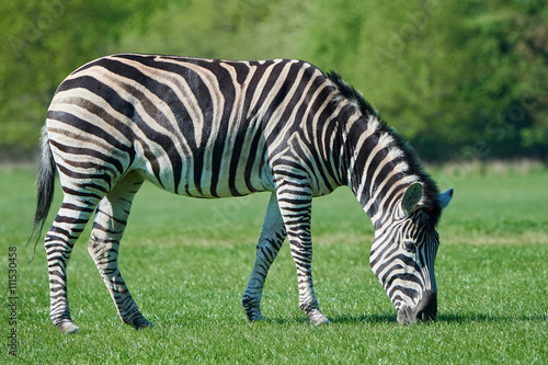 Chapmans zebra (Equus burchelli chapmani) photo