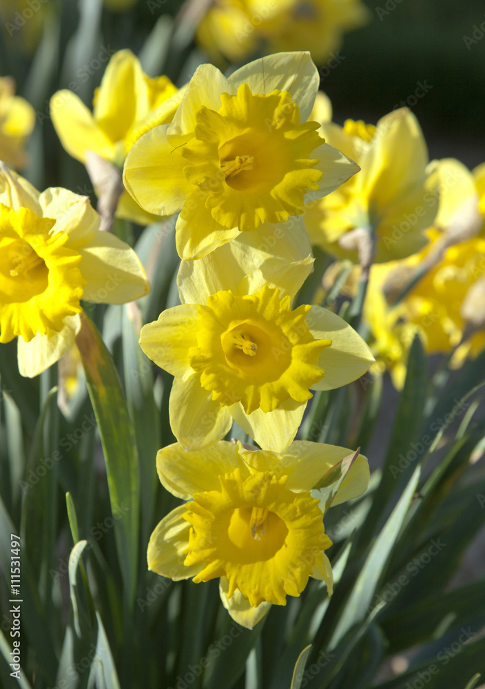 Spring sunlight on yellow daffodil flower and leaves, May, 2016. Spring sunlight on yellow daffodil flower and leaves, May, 2016.