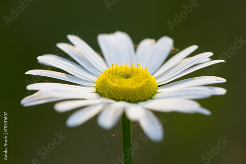 A small white and yellow wild Daisy is covered with spider webs. photo