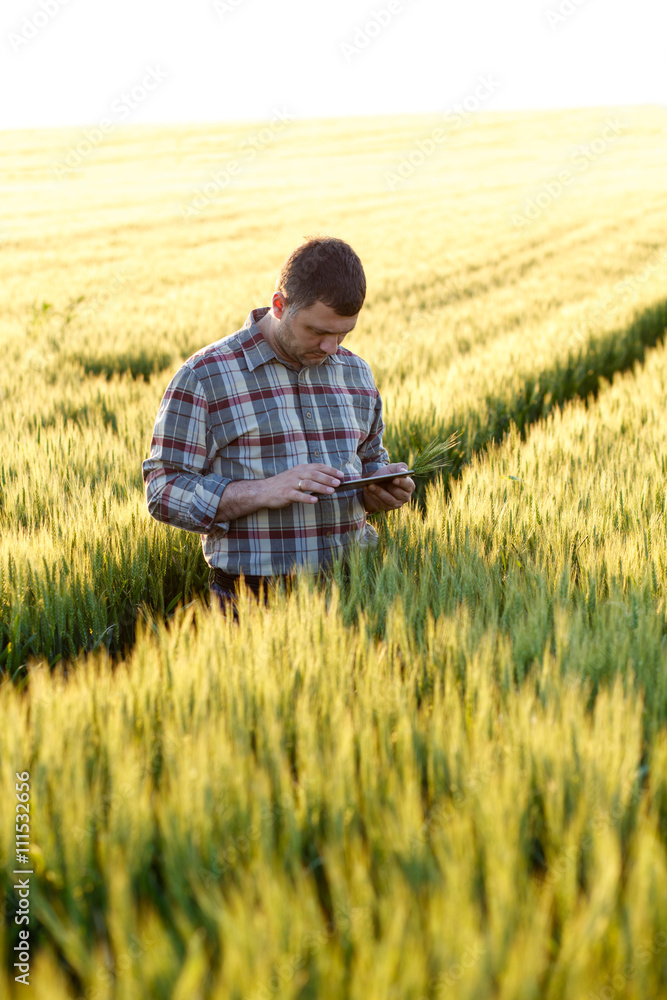 Young farmer standing in a wheat field and looking at tablet Young farmer standing in a wheat field and looking at tablet