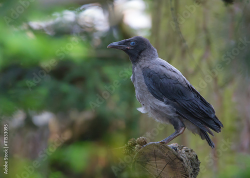 eine junge Nebelkrähe ist soeben aus dem Nest ausgeflogen