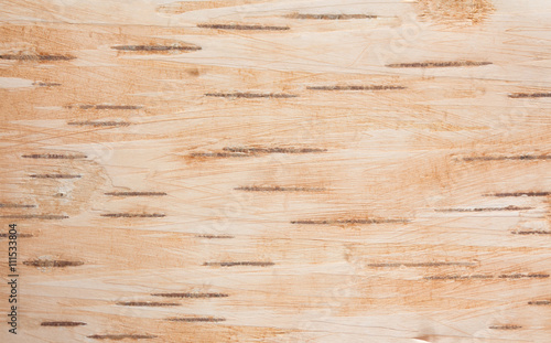 Background of birch bark