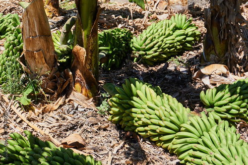 Banana bunches at plantation