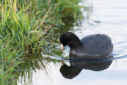 Eurasian coot in water photo