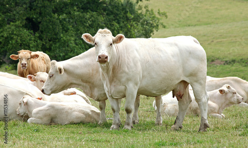 Bilde på lerret Vaches et veaux charolais