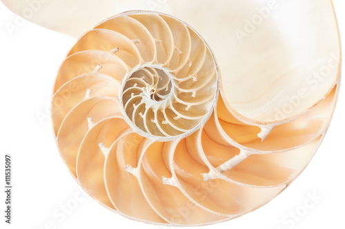 Nautilus shell section on white