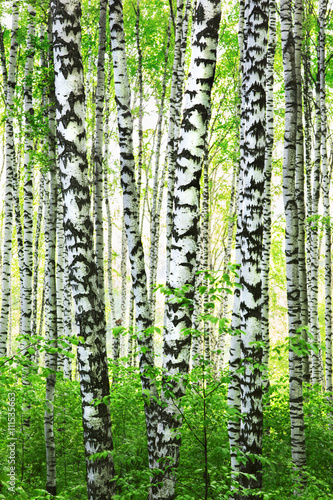 Fototapeta Naklejka Na Ścianę i Meble -  forest birch