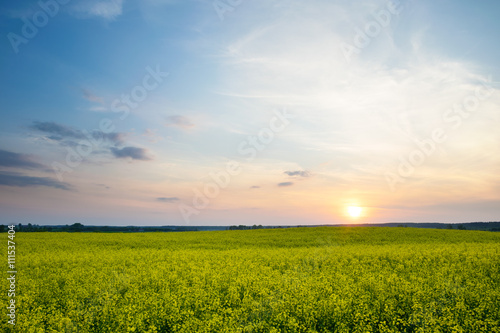 The sun is setting over a field of oilseed rape. Masuria  Poland.