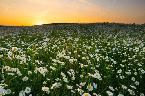 The sun is setting over a white daisies field. May landscape. Masuria  Poland.