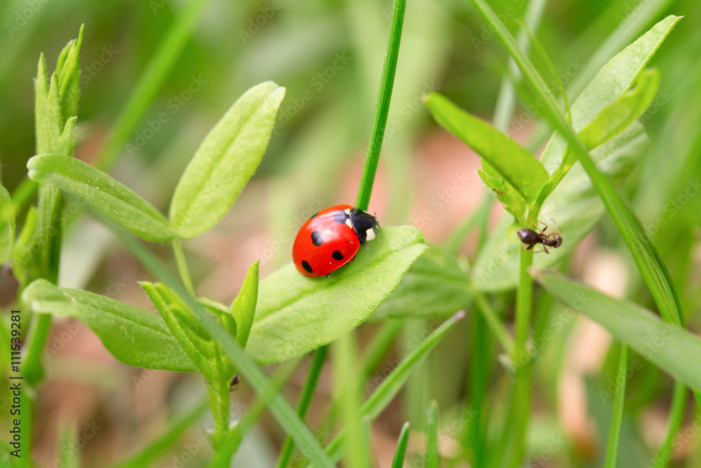 Obraz premium Ladybug on a green blade