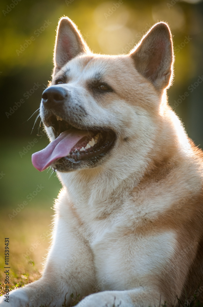 Closeup portrait od Shiba Inu dog Closeup portrait od Shiba Inu dog