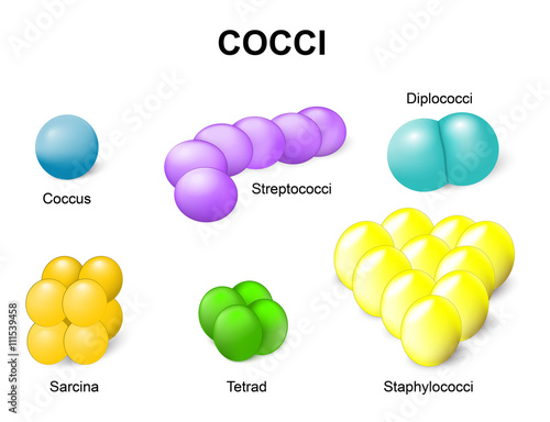 Types of bacteria. cocci