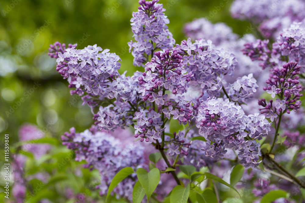 beautiful lilac with purple flowers in spring close-up outdoors beautiful lilac with purple flowers in spring close-up outdoors