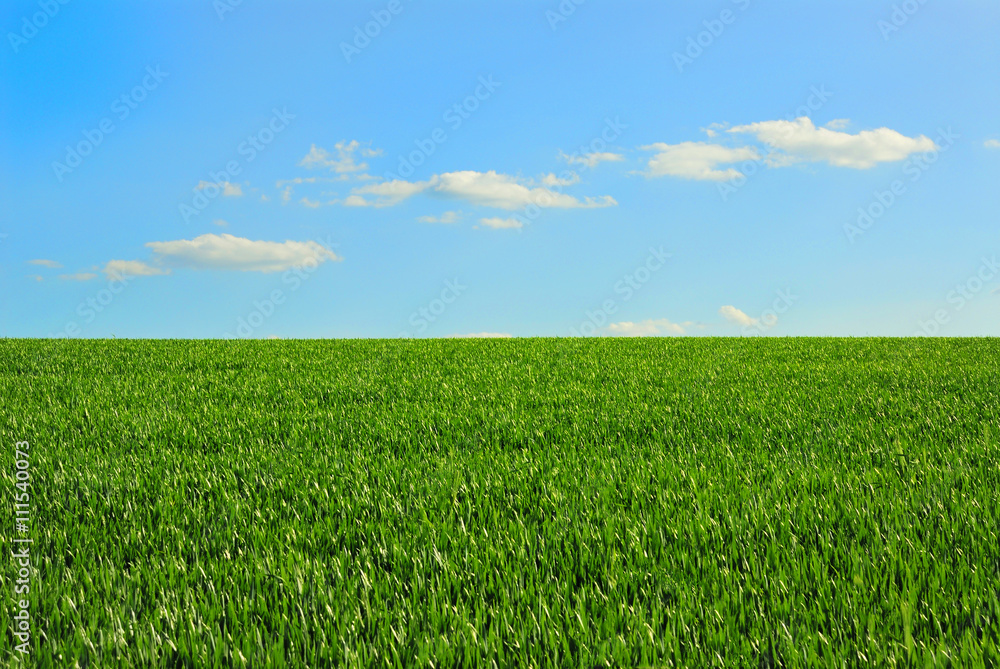 Green field and blue sky