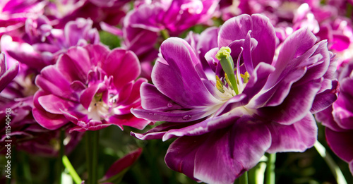 Fototapeta Naklejka Na Ścianę i Meble -  Violet tulips background.Macro shot.
