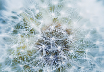Fotobehang Paardenbloem Pluizige paardenbloem van dichtbij  © nataba